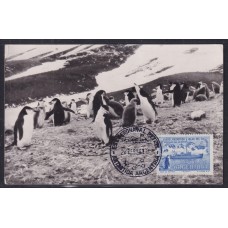 ANTARTIDA ANTIGUA TARJETA POSTAL PINGUINOS